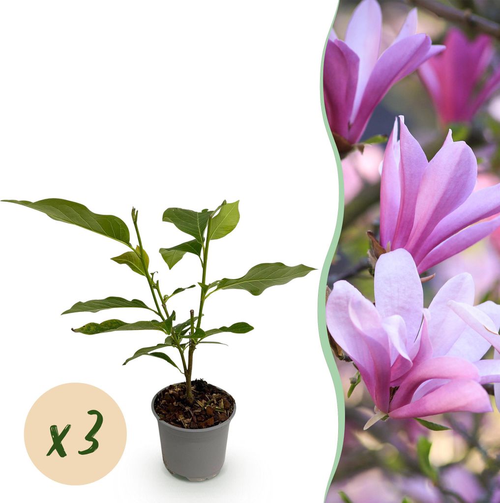 GreenboutiQ - Gartenpflanze - Magnolia Betty - Blüte Weiß - 3 Pflanzen - Laubabwerfend - Wenig Pflege - Topf 12cm Höhe 30cm