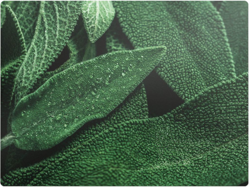 Blatt Nahaufnahme – Bodenschutzmatte – Stuhlunterlage 120x90 cm – Rutschfest – Hartbodenmatte