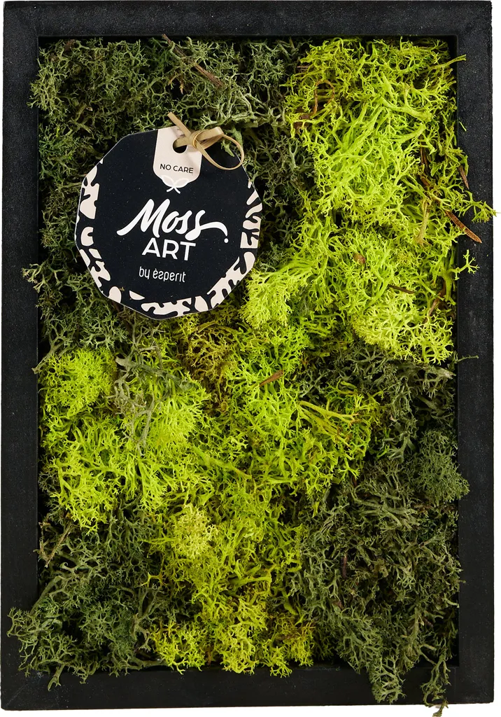 Décoration murale végétale sans entretien en vraie mousse verte