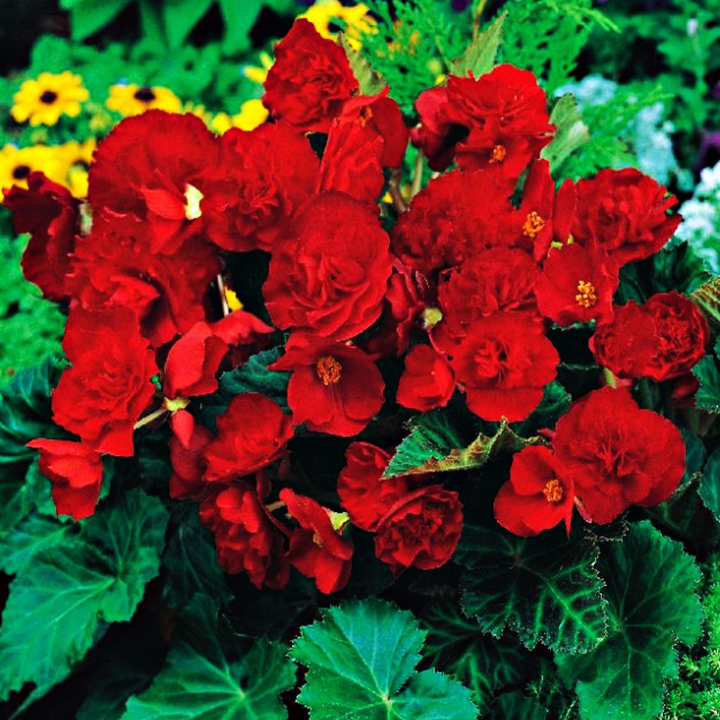 Begonia Multiflora Rouge Red 1 pièce bégonias plants plant Image du produit 