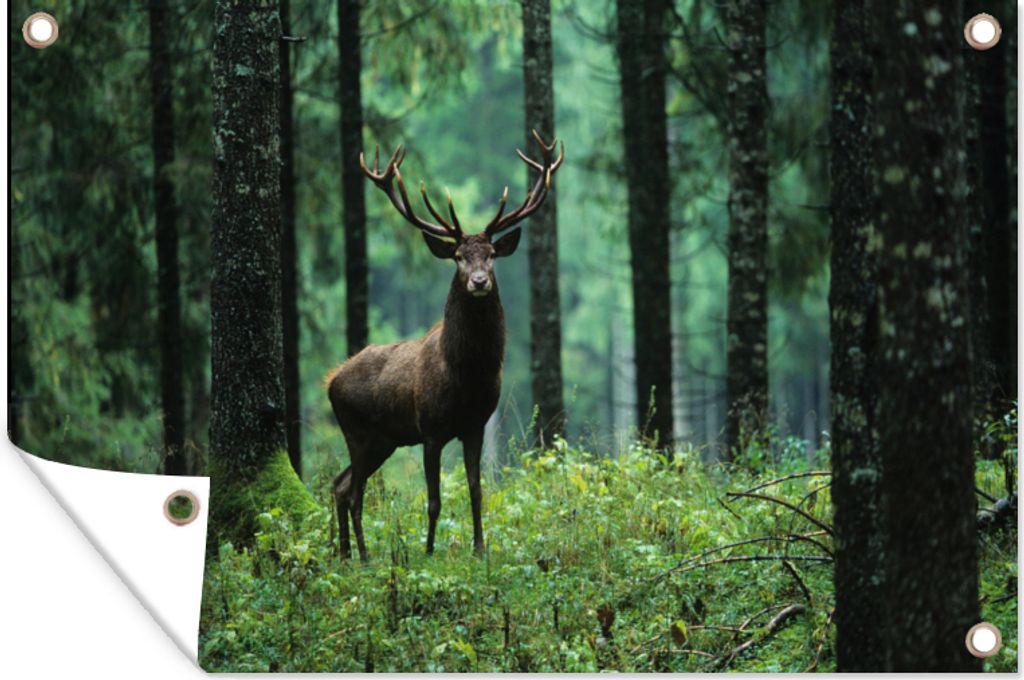 MuchoWow 90x60 cm Outdoor-Poster Gartendeko Sichtschutz Garten Poster für den Garten Hirsche - Wald - Bäume - Tiere - Natur