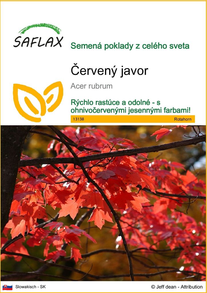 SAFLAX - červený javor - Acer rubrum - 20 Semená Obrázok produktu 