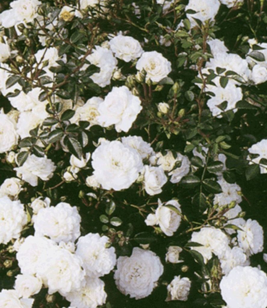 BALDUR Garten Weiße Rose 'Sea Foam', 1 Pflanze, Produktbild 2