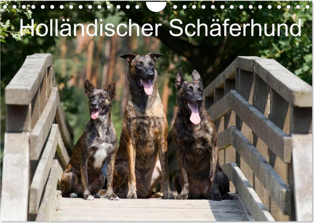 Holländischer Schäferhund (Wandkalender 2026 DIN A4 quer), Produktbild 