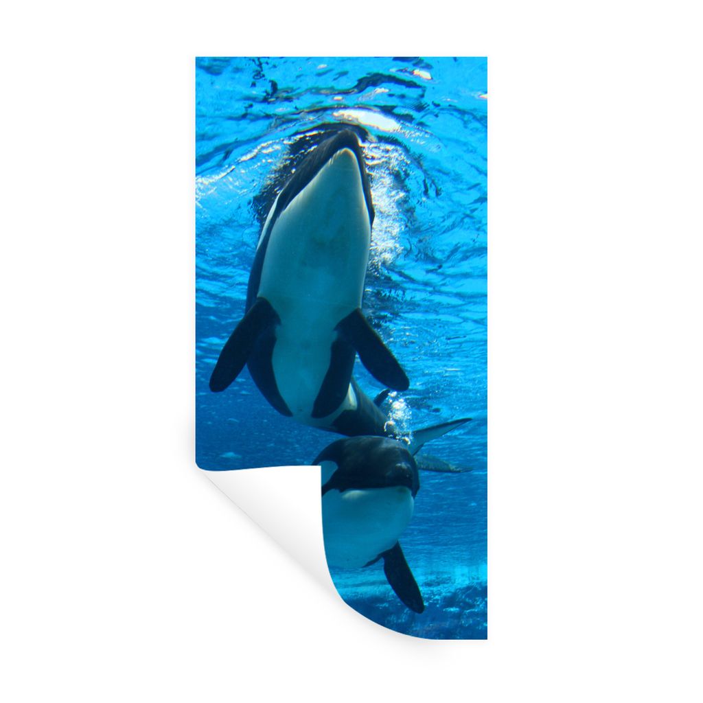 MuchoWow Wandtattoo Wandsticker Wandaufkleber Zwei Orcas unter Wasser 60x120 cm Selbstklebend und Repositionierbar - Selbstklebend - Fototapeten
