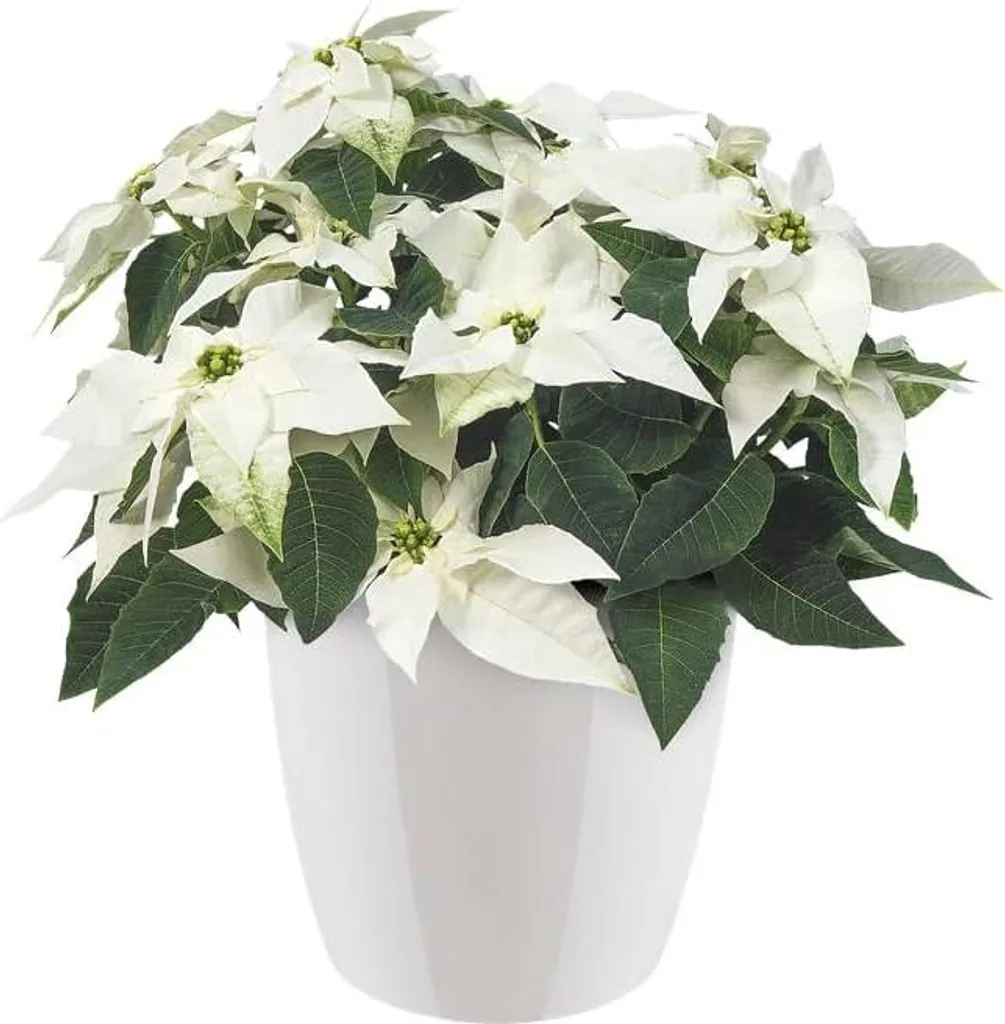 Pot de fleurs blanc 25 cm idéal pour rempoter vos plantes d'intérieur