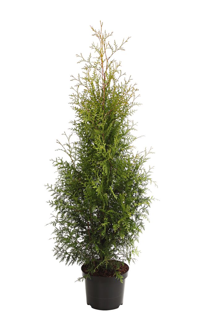 Dehner Thuja Brabant, für 7 Meter Hecke, ca. 140-160 cm, 12 x 23 l Topf, Heckenpflanze