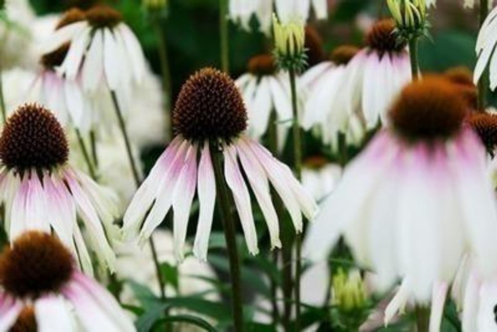 6 x Echinacea purp. 'Pretty Parasols'(js engeltje) - Sonnenhut - Topf 9 x 9 cm
