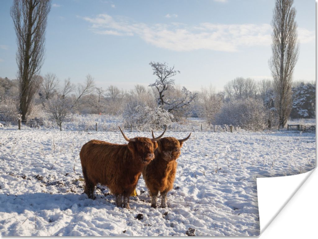 MuchoWow Poster Schottische Highlander - Licht - Schnee 80x60 cm - Kunst für zu Hause