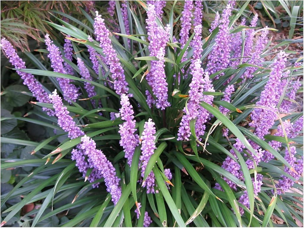 A close-up view of a Liriope muscari plant with purple flower spikes and green foliage.