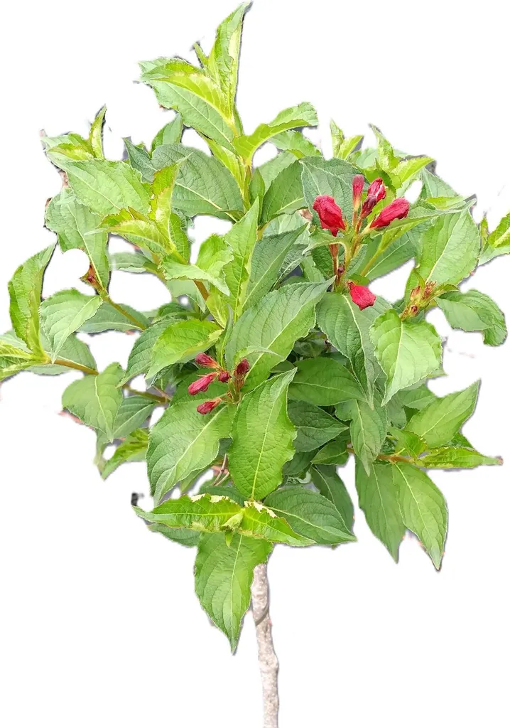 Weigela Bristol Ruby - Wegelie Rouge Rubis sur Tige Haute 80-100 cm