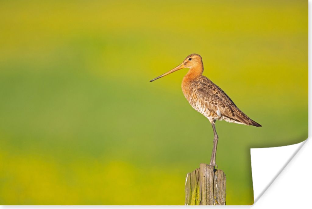 MuchoWow Poster Vogel - Tiere - Uferschnepfe - Pfahl - Grün 30x20 cm - Plakate - Print