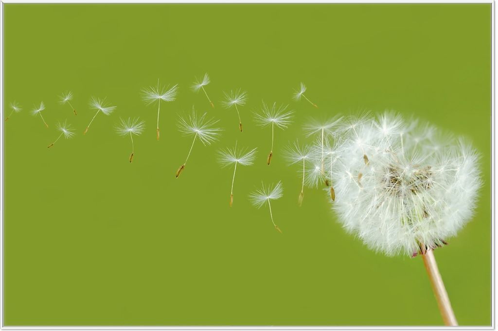 Wallario Wandbild Pusteblume auf der Wiese mit fliegenden Produktbild 