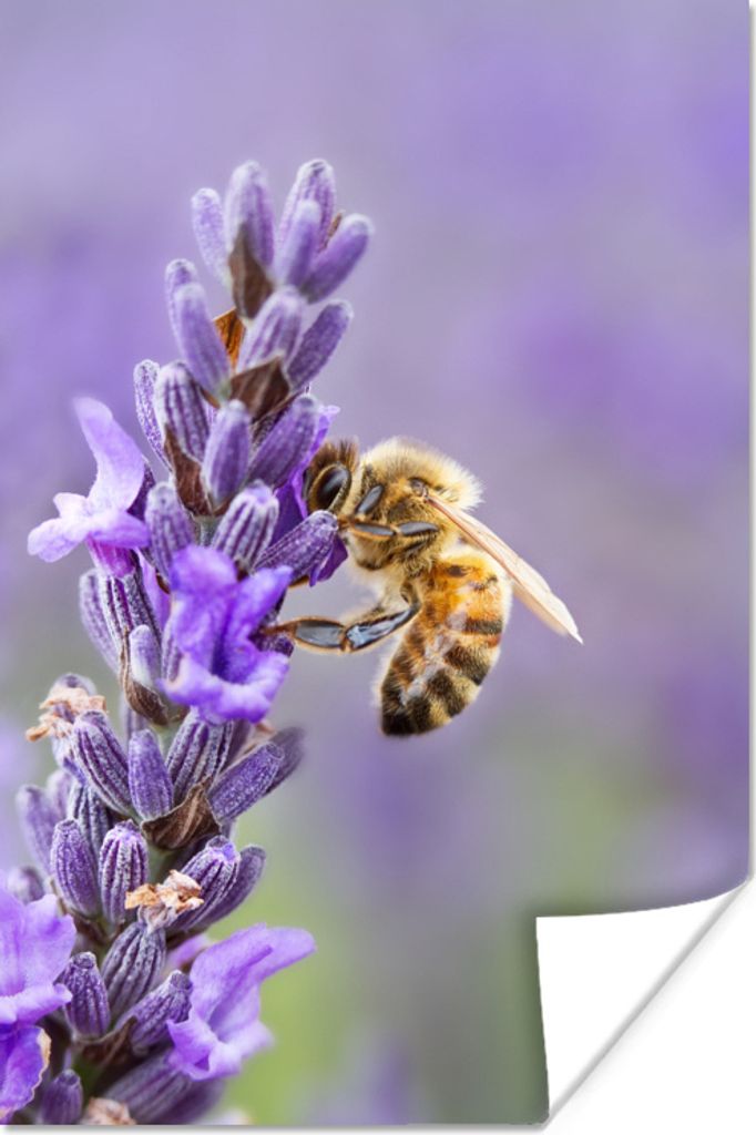 MuchoWow Poster Biene auf Lavendel 20x30 cm - Papierdruck