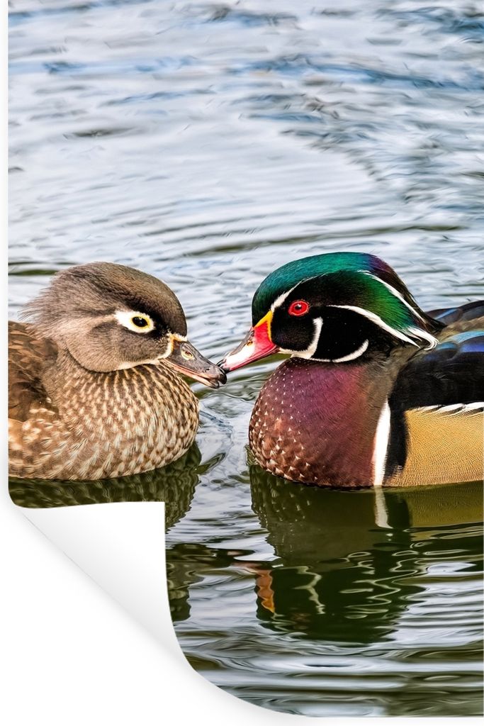 MuchoWow Wandtattoo Wandsticker Wandaufkleber Ente - Vögel - Wasser - Federn - Tiere 20x30 cm Selbstklebend und Repositionierbar - Sticker - Dek...