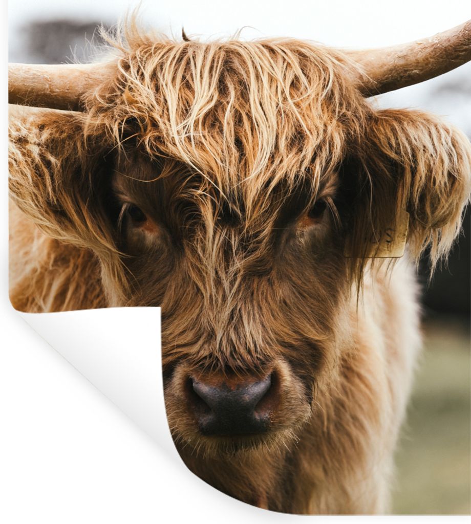 MuchoWow Wandtattoo Wandsticker Wandaufkleber Schottischer Highlander - Kuh - Gras - Tiere - Natur 30x40 cm Selbstklebend und Repositionierbar - ...