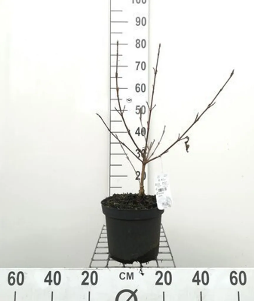 Viburnum carlesii à Parfum Intense de 40-60 cm en Pot de Pépinière