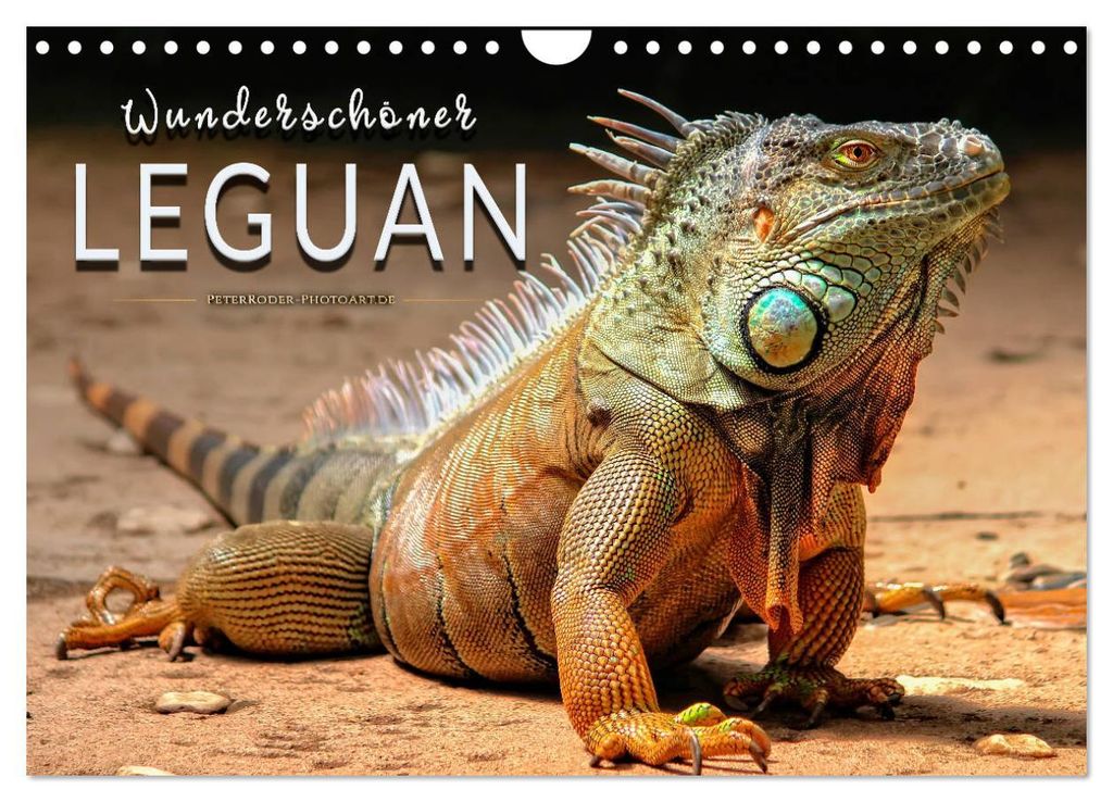 Wunderschöner Leguan (Wandkalender 2027 DIN A4 quer), CALVENDO Monatskalender