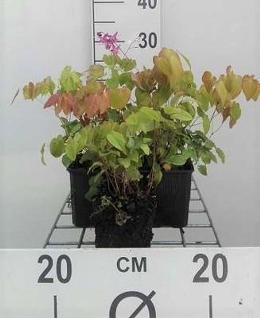 6 x Epimedium grandiflorum 'Lilafee' - Flor de hadas - Imagen del producto 