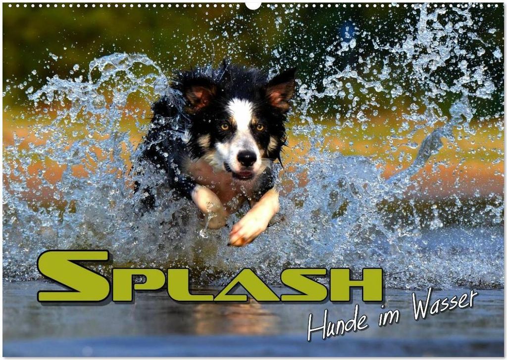 SPLASH - Hunde im Wasser (Wandkalender 2026 DIN A2 quer), CALVENDO Monatskalender