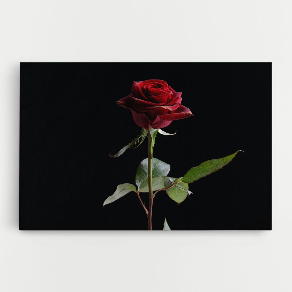 ARTHUB Leinwandbild 40x60 cm, Beautiful Red Rose | Wohnzimmerdekoration, Hängende Bilder, Wanddekoration, Heimdekoration, Blumen, Rosen