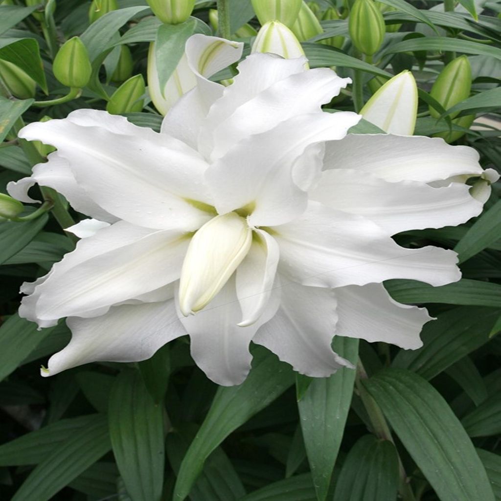 Lilie Lilium Zwiebel Blumen Gefüllte Orientalische Lilie My Wedding 1 St.