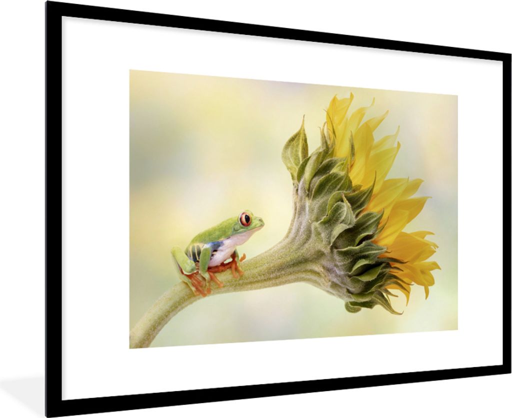 MuchoWow MuchoWow Gerahmtes Poster Sonnenblume - Tier - Frosch 90x60 cm - Poster mit zchwarzem Bilderrahmen - Wanddekoration - Fotos