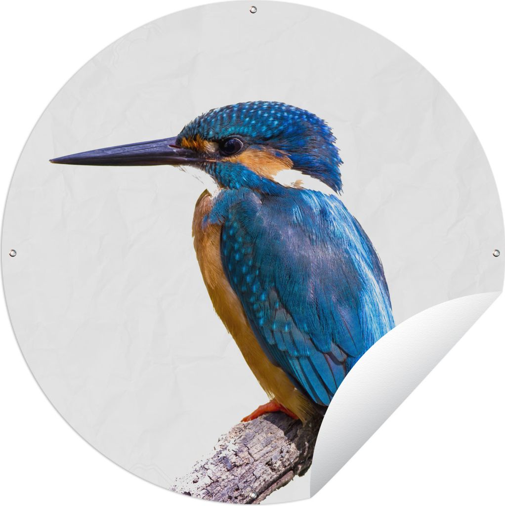 MuchoWow Gartenposter Outdoor-Poster Rund Eisvogel - Federn - Zweig - Blau Ø 150 cm Gartendeko Rundes Poster draußen