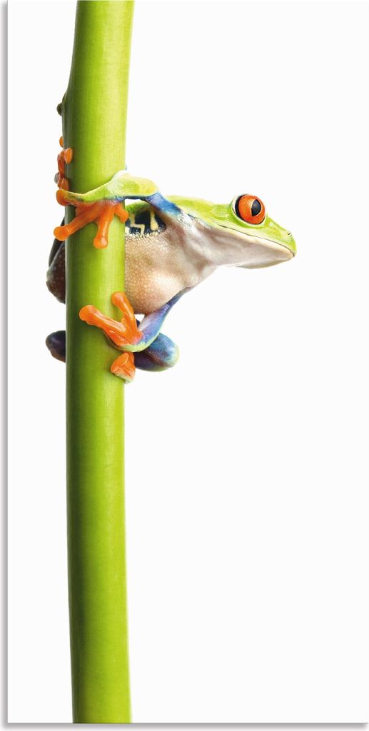ARTland Wandbild Alu für Innen & Outdoor Frosch umfasst einen Pflanzenstengel Größe: 30x60 cm