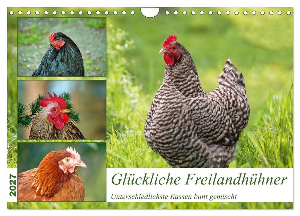 Glückliche Freilandhühner (Wandkalender 2027 DIN A4 quer), CALVENDO Monatskalender