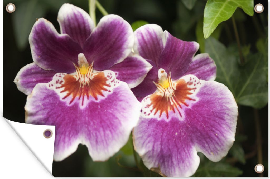 MuchoWow 90x60 cm Outdoor-Poster Gartendeko Sichtschutz Garten Poster für den Garten Wilde Orchidee