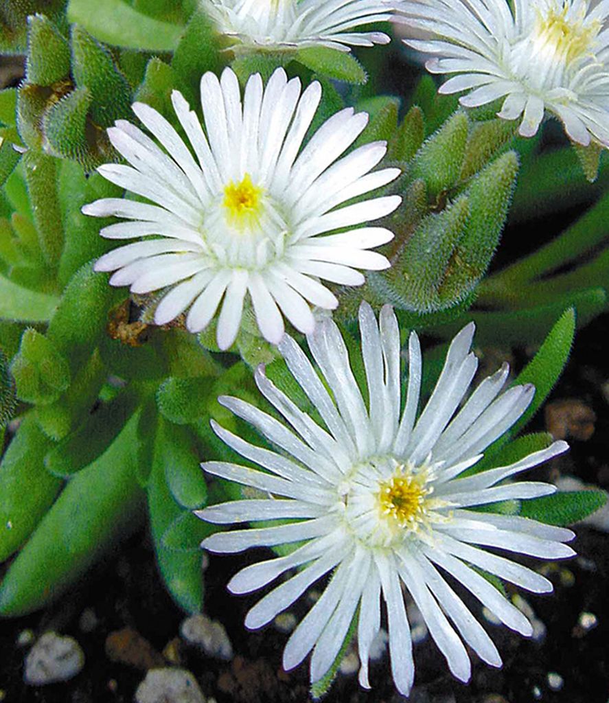 BALDUR-Garten Winterharte weiße Eisblume | Kaufland.de