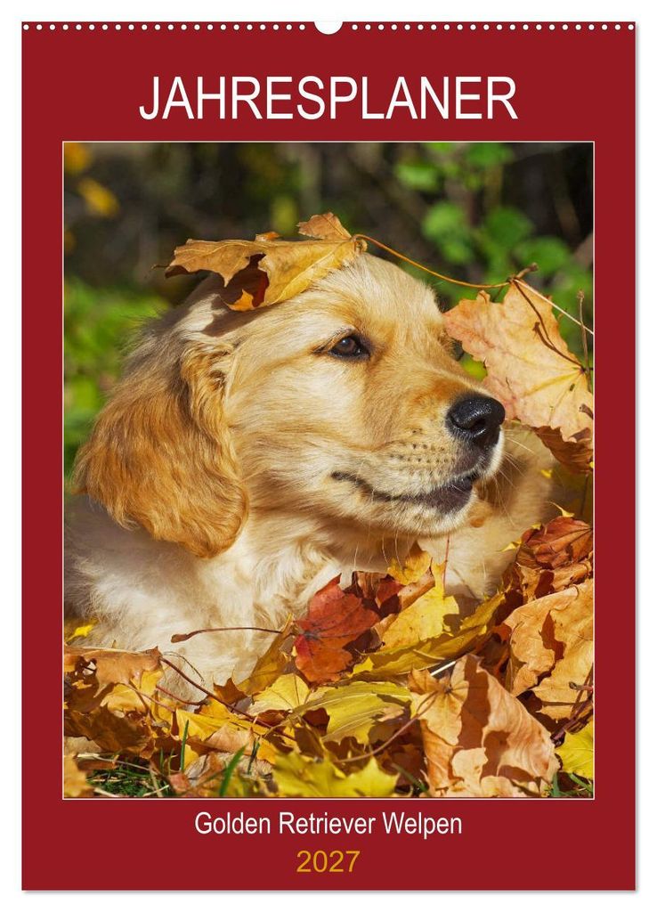 Jahresplaner Golden Retriever Welpen (Wandkalender 2027 DIN A2 hoch), CALVENDO Monatskalender