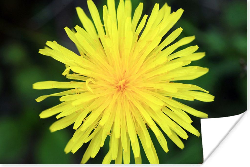 MuchoWow® Poster Makro - Sonnenblume - Gelb 180x120 cm - Produktbild 