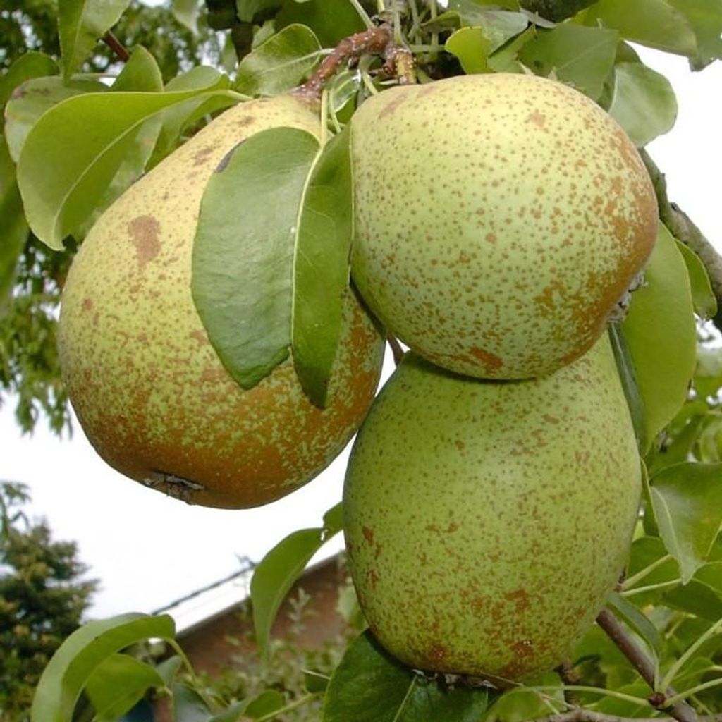 Birnenbaum Gräfin von Paris Winterbirne, gute Lagerbirne Halbstamm, ca.150-170 cm 9,5 L Topf Sämling