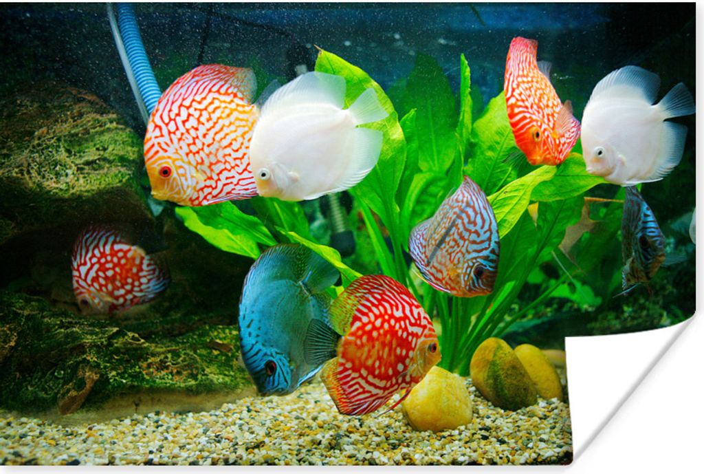 MuchoWow Poster Fische in einem Aquarium 30x20 cm - Plakate - Print