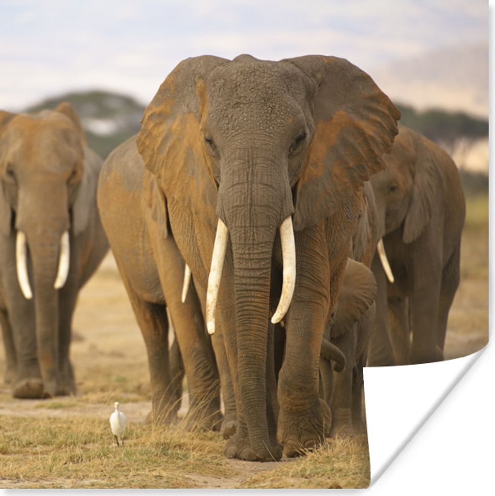 MuchoWow Poster Familie der Elefanten 100x100 cm - Babyzimmer