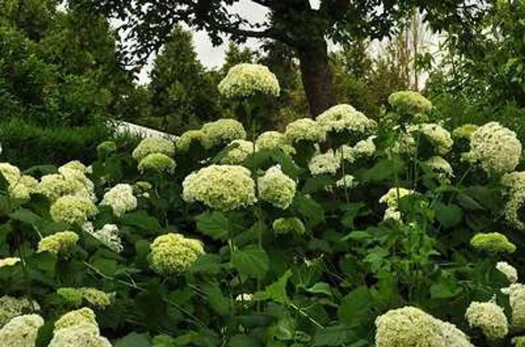 Hortensia Annabelle à grosses fleurs blanches - Plant vigoureux 50cm