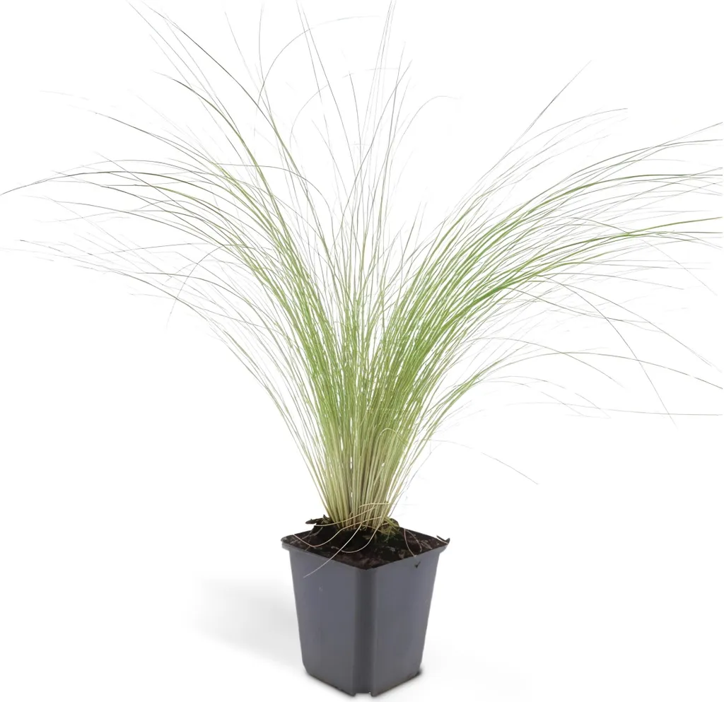 Stipa tenuissima Ponytails : Graminée sans entretien pour jardin sec - 12p