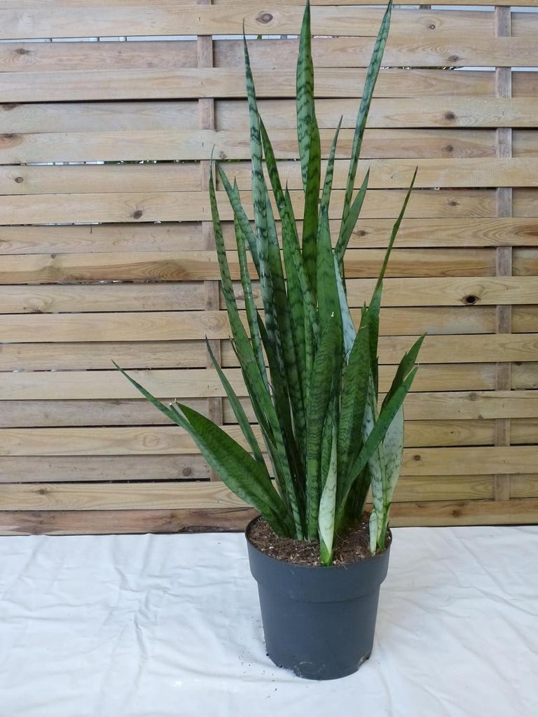 [Palmenlager] XL Sansevieria trifasciata "Silver" 90 cm - Produktbild 