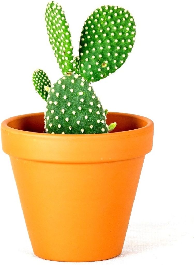 Gardners Opuntia, priemer 6 cm Obrázok produktu 