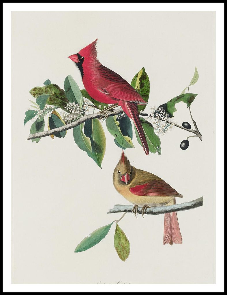 Poster 75x100cm Kardinal Scharlachrot, J.J.Audubon Vintage für das Wohnzimmer