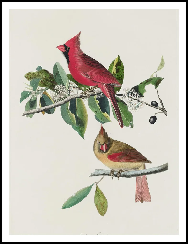 Affiche Déco Salon Cardinal écarlate Audubon, Style Rétro 75 x 100 cm