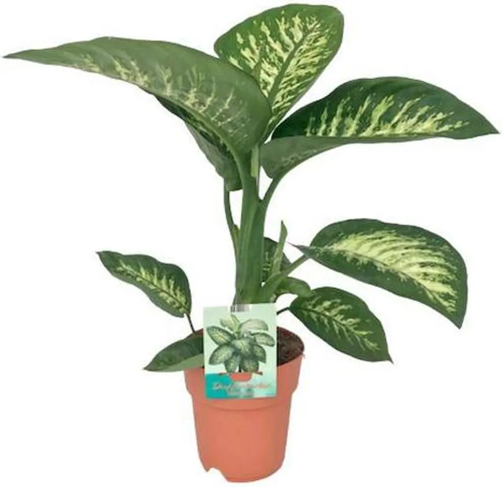 Plante de Bureau Dieffenbachia Tropic Snow Purificatrice 70 cm