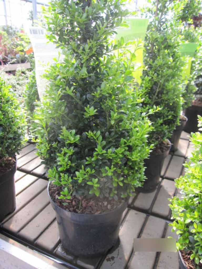 Ilex crenata Stokes Kegel - japanischer Bergilex Formschnitt