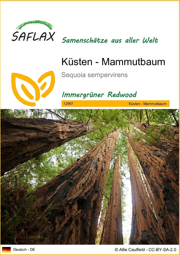 SAFLAX - Küsten - Mammutbaum - Sequoia sempervirens - 50 Produktbild 