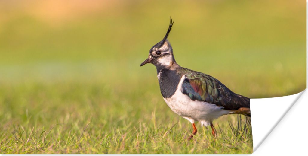 MuchoWow Poster Vogel - Gras - Natur - Tiere - Kiebitz 80x40 cm - Wanddeko