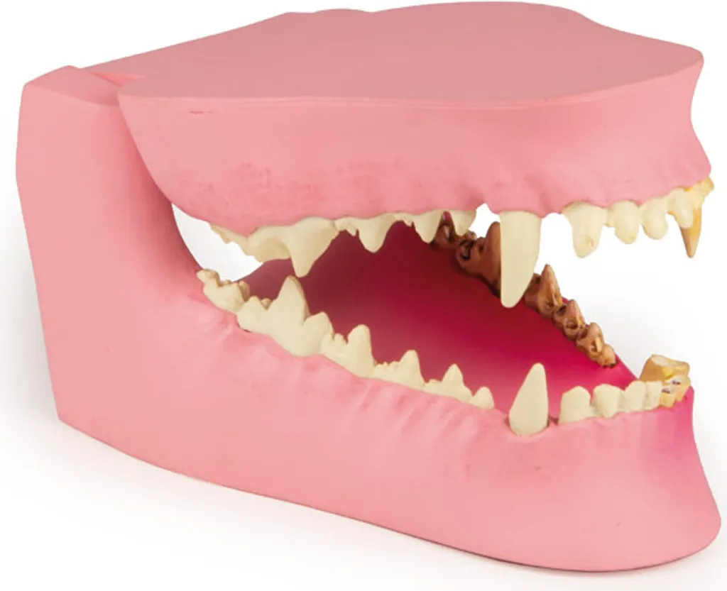 Modèle de dentition canine pour formation et démonstration de soins pro - 2
