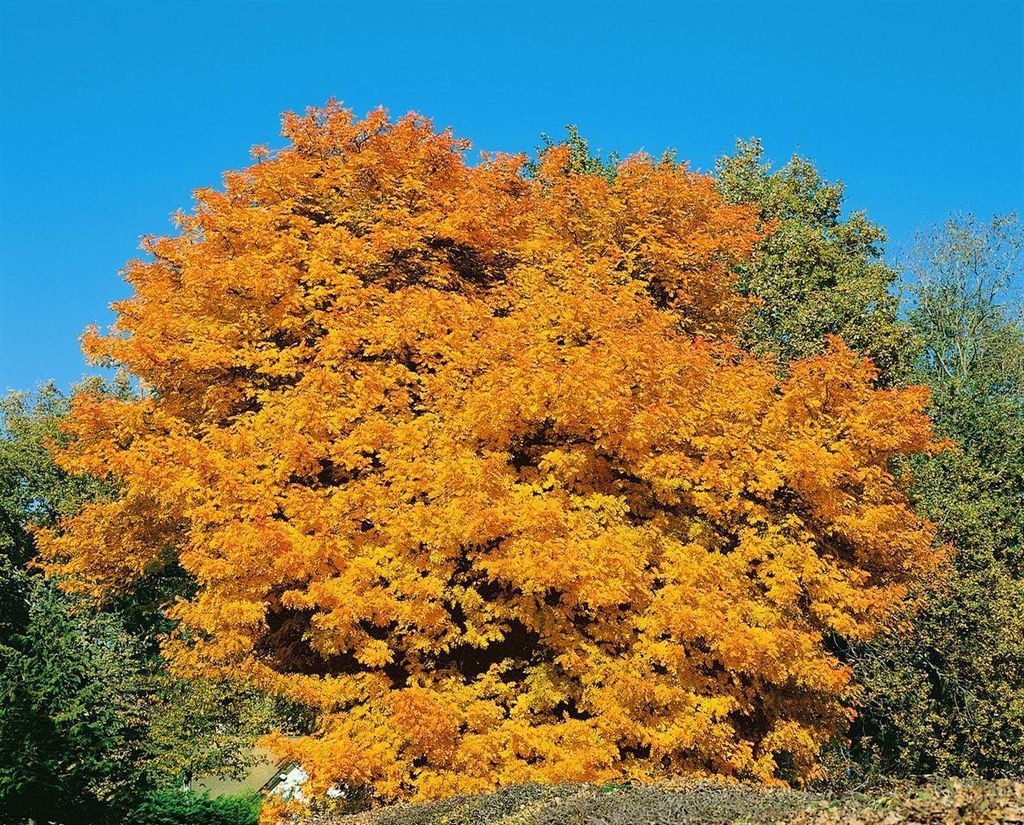 Sorbus domestica, Speierling, 80–100 cm