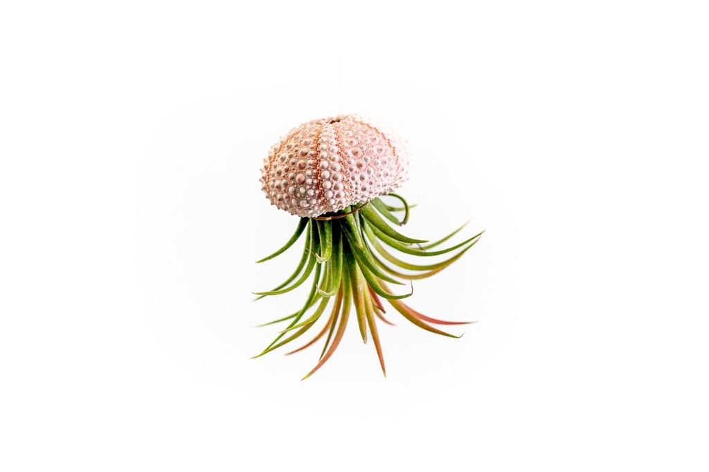 Gardners Medusa ROSE s Tillandsií ionantha green Obrázek produktu 